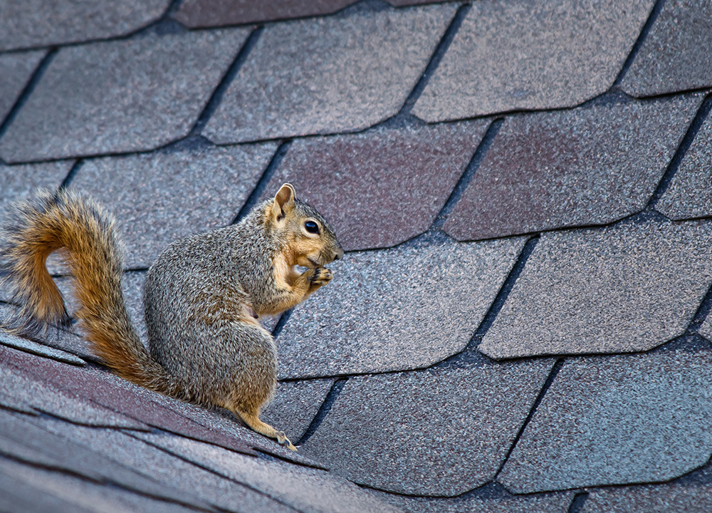 Atlanta Wildlife Removal professional removing pest animal