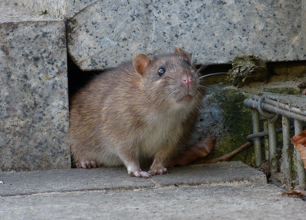 Covington Wildlife Removal professional removing pest animal