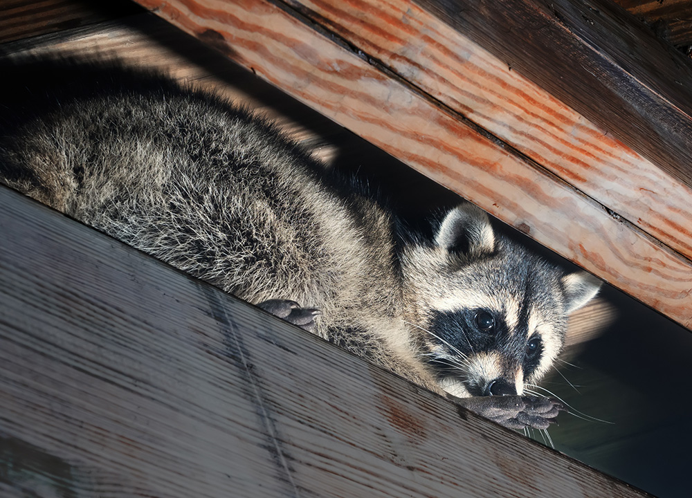 Dallas Wildlife Removal professional removing pest animal