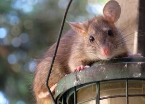 Fayetteville Wildlife Removal professional removing pest animal