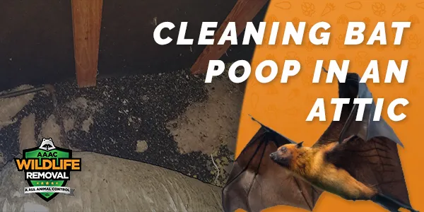 Cleaning Bat Poop in the Attic