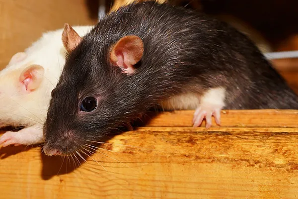 Image of a rat