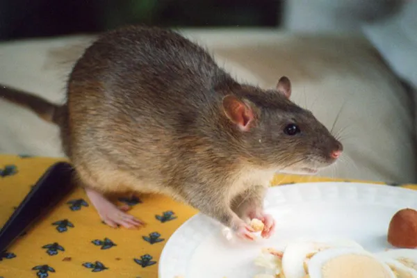 Image of a rat