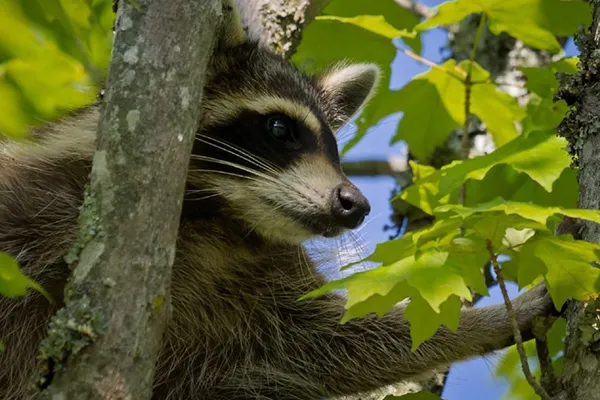 Can Raccoons Climb Trees?