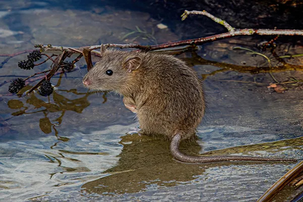 Can Rats Swim Underwater?