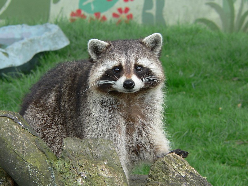 image of a raccoon