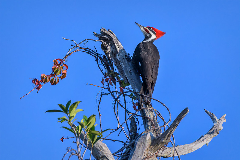 Diseases Humans Can Catch From Bird Droppings