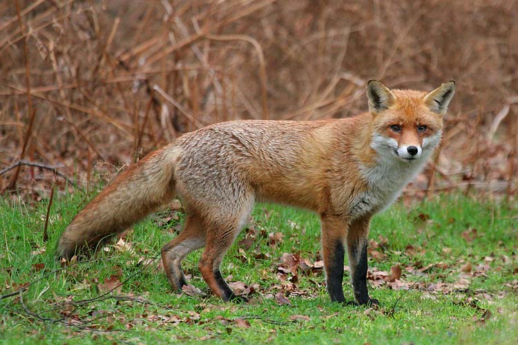 Image of a fox