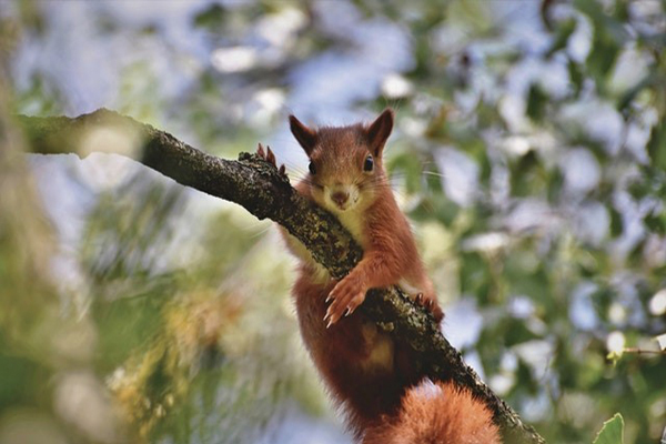 Kinds of Squirrels 